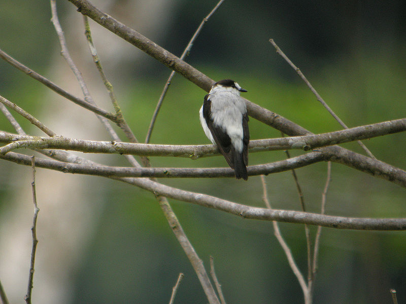 astronomy-to-zoology:   Torrent Flyrobin (Monachella muelleriana) Also simply known