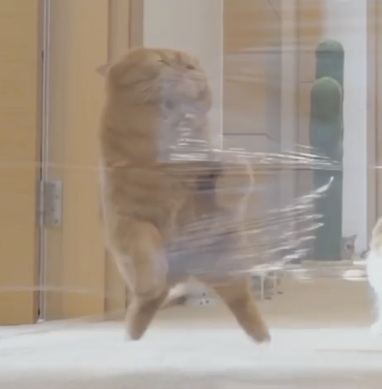 luv-cat:  memories: 