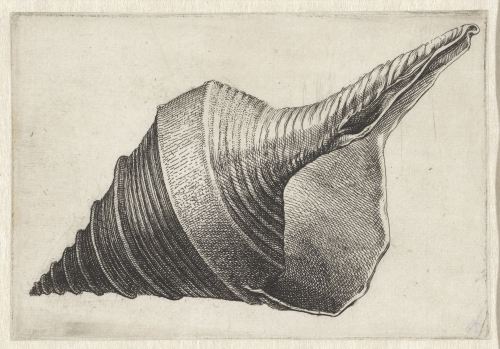 Seashells, Wenceslaus Hollar, Antwerp, 1644 - 1652RIJKS AmsterdamProvenance: not mentioned on websit