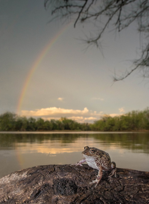 toadschooled:It’s nice that this frog’s scientific name is Smilisca fodiens- it sounds a