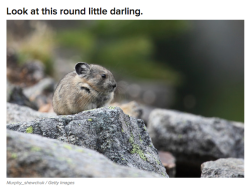 the-absolute-funniest-posts: No animal should