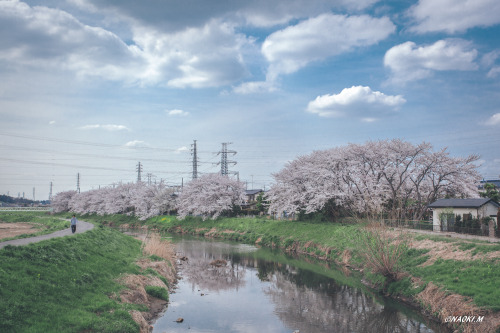 埼玉県、春日部市と宮代町の境を流れる隼人堀川。長閑な風景が広がっていて、駆け抜けた子供の頃を思い出します。浅草から電車で30分くらいでこういう風景がまだ見られるのは嬉しいですね。
