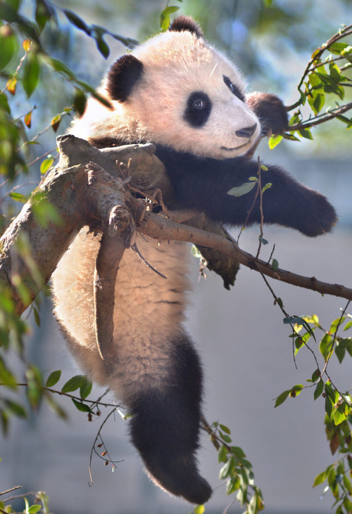 mystic-revelations:  Branching out  Panda bear cub Xiao Liwu hangs out at the San Diego Zoo. He recently turned six months old. By Stinkersmell  