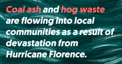 mediamattersforamerica: North Carolina’s industrial hog farms are clustered in a region with the state’s densest population of rural African-American residents. Coal ash ponds are located in low-income rural areas. Compounding the issue, in July,