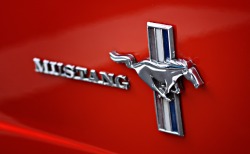 Ford Mustangs