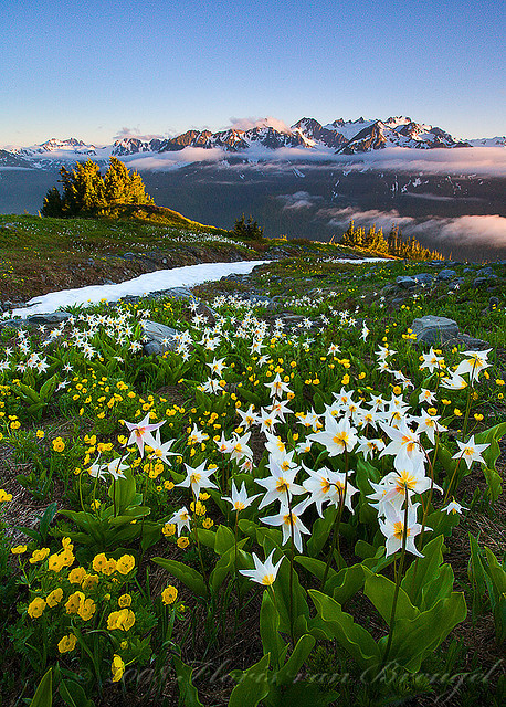 Flowers for Olympus by Floris van Breugel on Flickr.