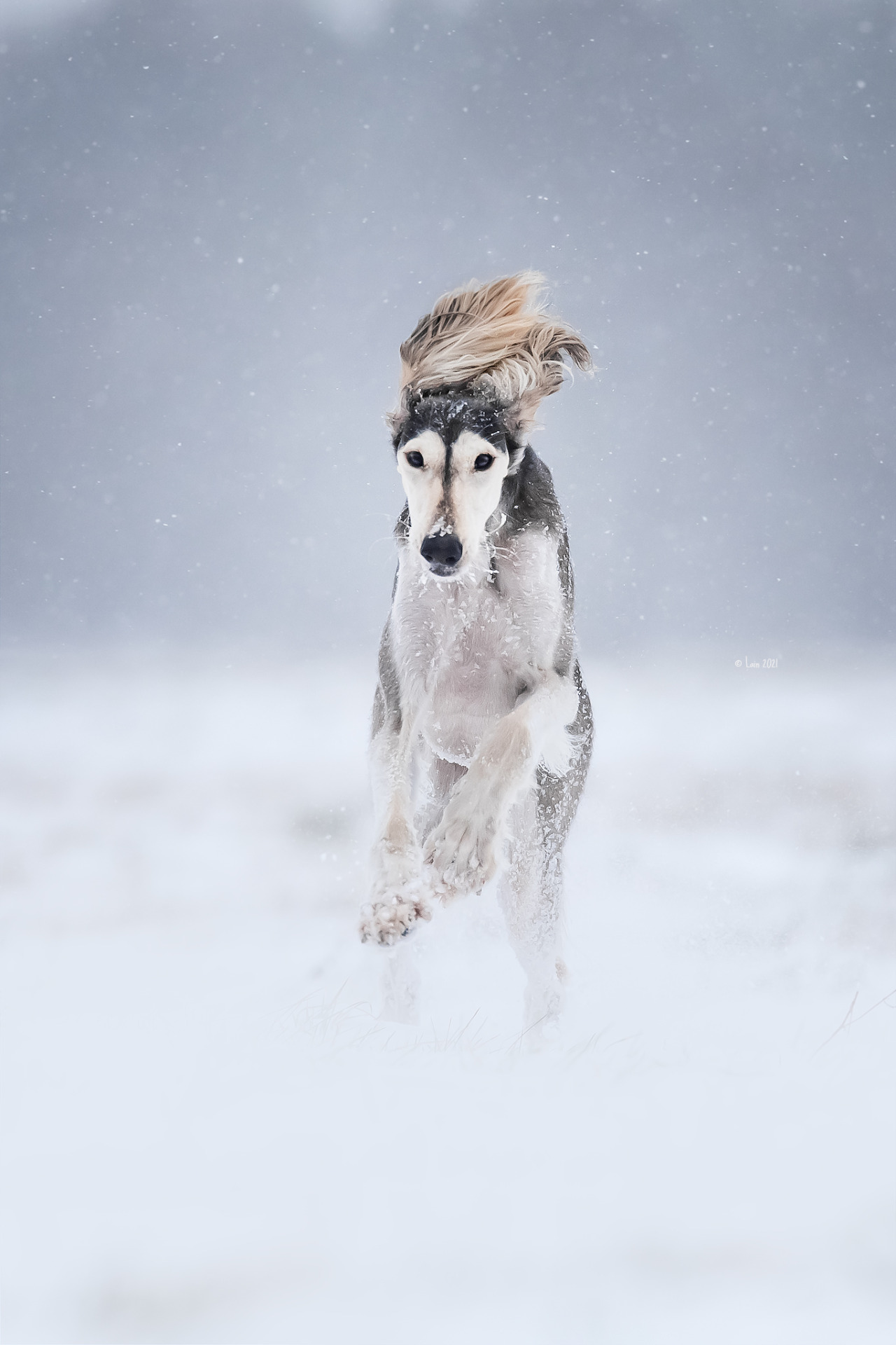 Hazel Look at her paws. <3 Able to run 70 km/h (43 mph)< And what a winter we have here. SNOW!!! We had no proper snow here 