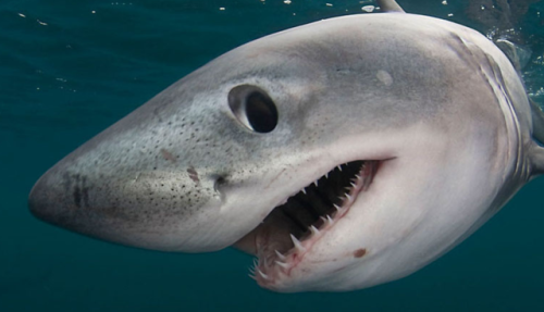 The porbeagle is known for a particularly unusual behavioural trait: it is one of the very few fish 