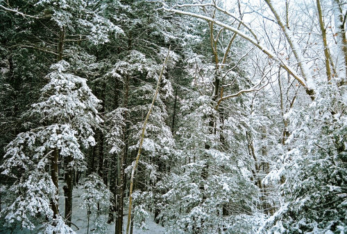 paraxellum:Snowy Penn’s Woods Pt. IV35mmPentax ZX-M