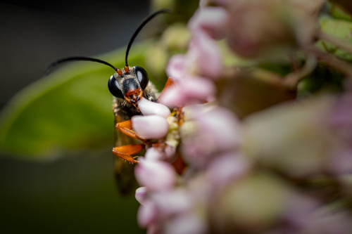 insects2020