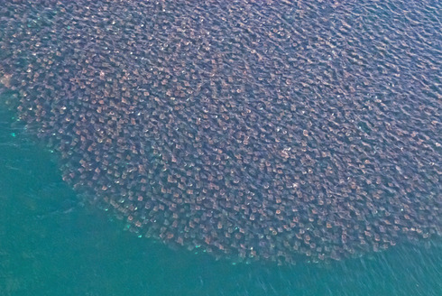 rhamphotheca:  Devil Rays Leap High Into The Air and No One Is Sure Why by Chau Tu