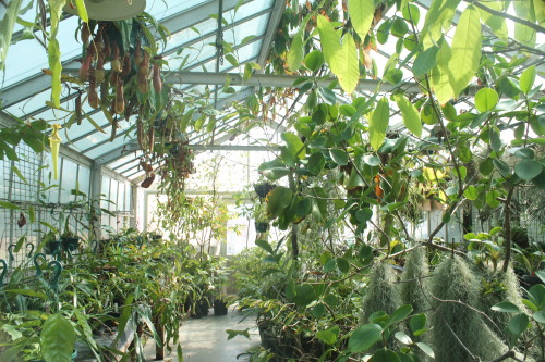 bizzareplants:I got to visit the Cal State Fullerton Research Greenhouses today. In a word: amazing.