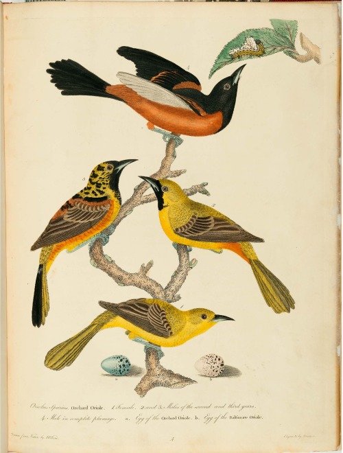 From: Wilson, Alexander, 1766-1813. American ornithology, or, The natural history of the birds of th