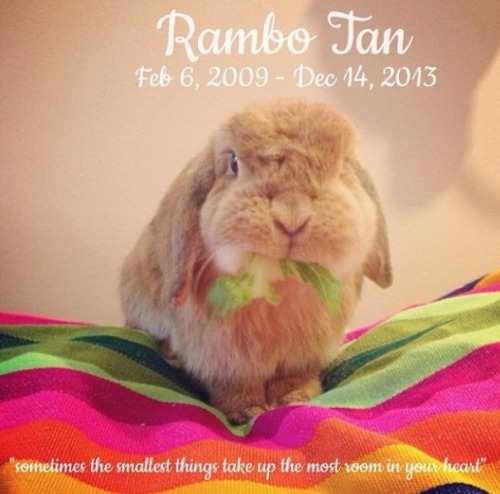 Bunnymama lost her bunny Rambo this weekend. :(RIP Rambo. (via bunnymama on Instagram) (via ladybron
