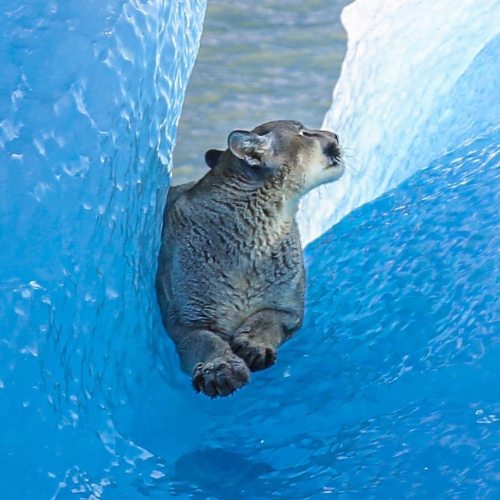 debelice:El Calafate Tierra de Glaciares, Argentina —— A puma floating on an Iceberg in Argentinian 