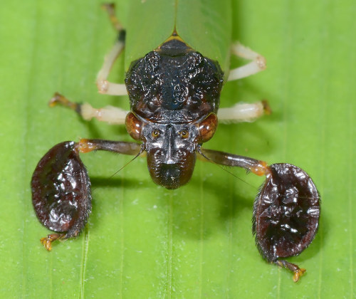 onenicebugperday: As requested, some funky lads from the Amazon Rainforest! I couldn’t choose just o