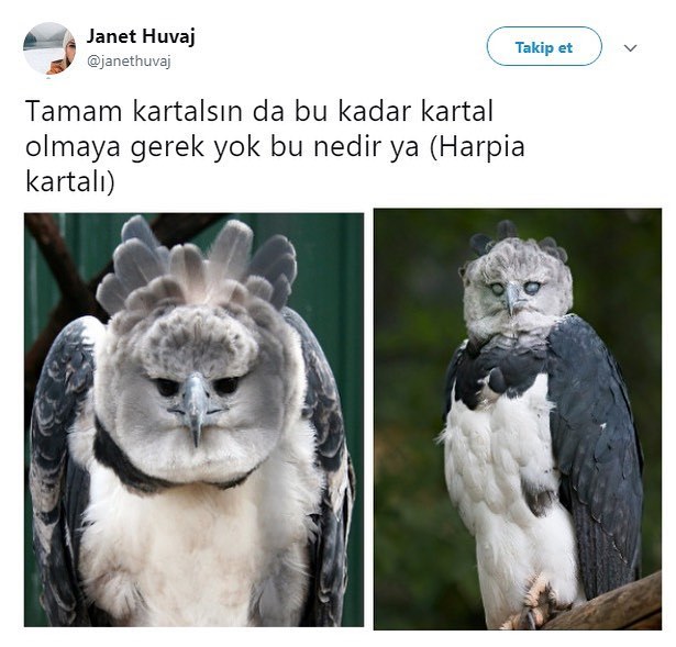 Tamam kartalsın da bu...