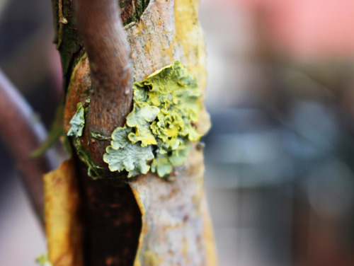 zoun-thea-ton-oneiron: willow bark * /Weidenrinde / *