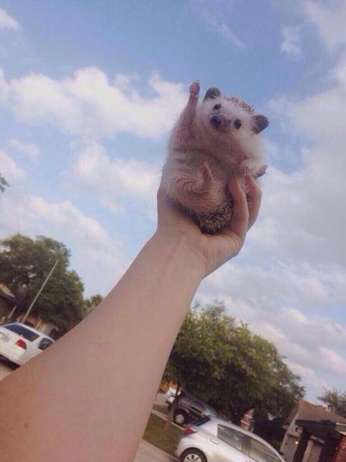 teenagerposts:  this hedgehog is cheering for you bc you can do anything
