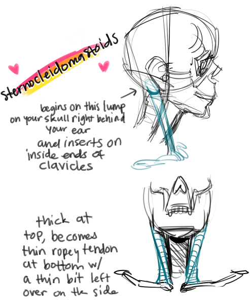 makanidotdot:   i like necks a lot yeh lets talk about necks!!! u gotta know what’s going on in there to draw necks, here’s a fairly simple run down. Also a lot (most all) of my anatomy knowledge comes from taking Scott Eaton’s anatomy for artists