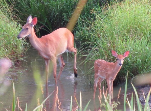 geopsych:A mom and fawn in early light.
