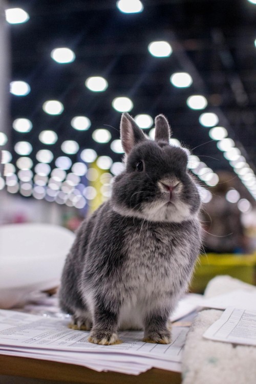 I See That Tumblr Loves Rabbits) I Was A Photographer At A Fluffy Exhibition, So Enjoy It)