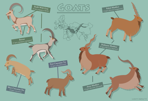 Bovidae (Antelopes, Cattle, and Goat-Antelopes)*not every single recognized species and subspecies i