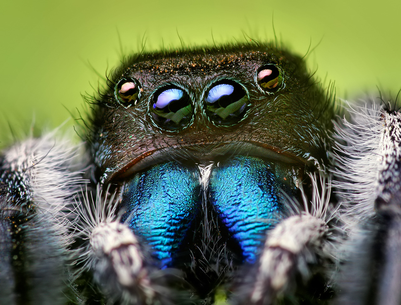 wondrousalice:  Microphotography of spiders being cute. 