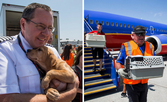  Orphaned Animals Rescued From Hurricane Harvey Are Flown to Safety by Southwest Airlines 