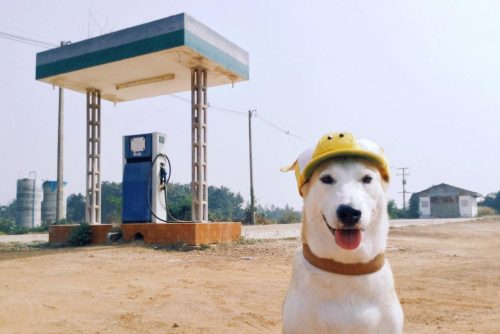 princess-parking:  lostbutyoucanfollow:  fuckyahumor:  animal-factbook:  This dog is one of the world’s most well-known supermodels. This lucky canine travels across the globe, wearing the latest fashions and getting its picture taken along the way.