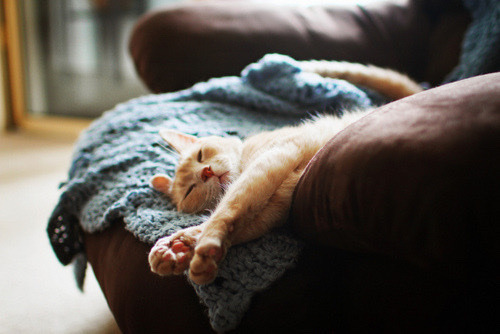 Cozy Cats