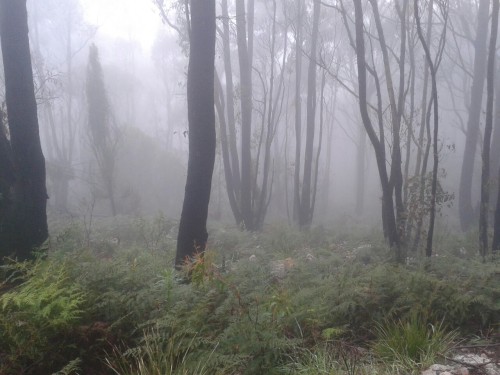 plantf0x: mount loftey summit, august