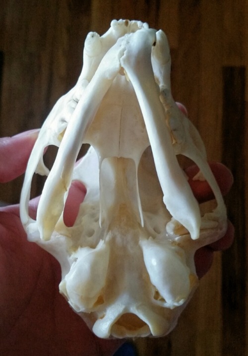 pacificremains: pacificremains: This poor creature had a rough life.   Cleaned up nicely!