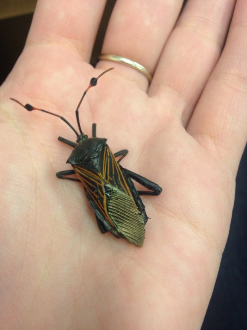 buggirl:The giant mesquite bugs were in high numbers in Madera Canyon, AZ.