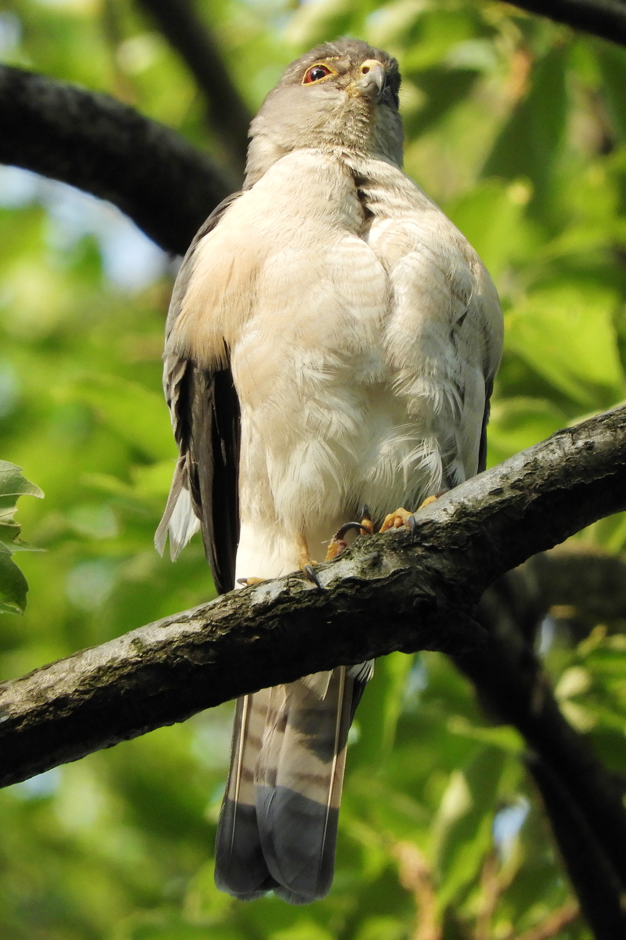 ツミ。 Japanese sparrowhawk. #Bird#Birds#Japanese sparrowhawk#野鳥#鳥#ツミ