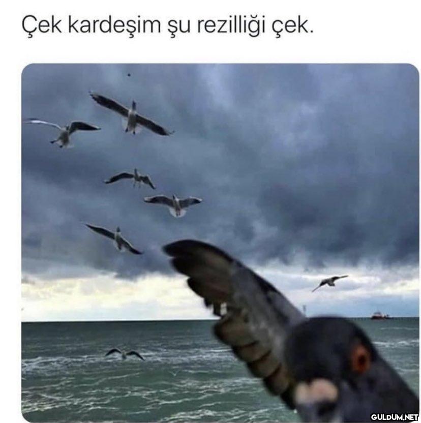 Çek kardeşim şu rezilliği...