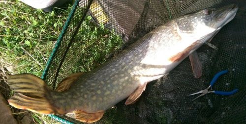 fishingintheuk
