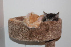 boredpanda:  Inseparable Cats Insist On Sleeping