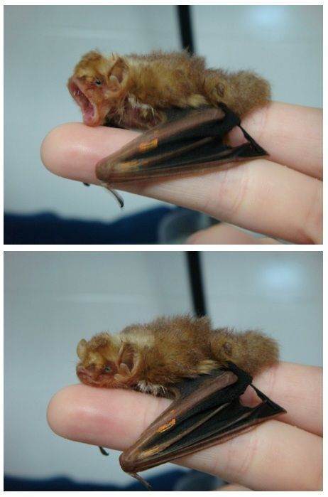 daily-batty-dose:  Your Sleepy Batty Dose 