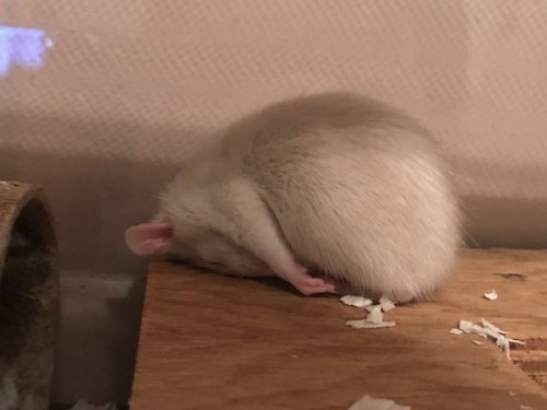 hi i thought i’d show you my ratty this is KArma and she sleeps in weird positions always&