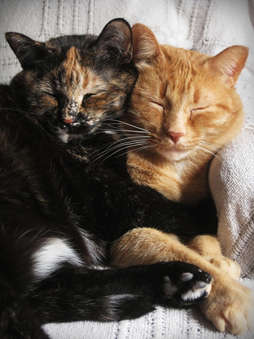 (via peacefulbean)