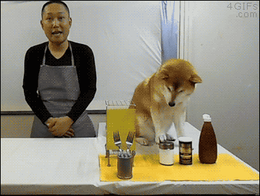 d0gbl0g:4gifs:Such mess. Very sabotage. [video]  :}