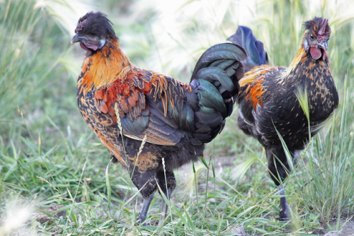 t-vr2:I forgot about all of these chicken photos. We bought “purebred silkie” eggs, and half of them