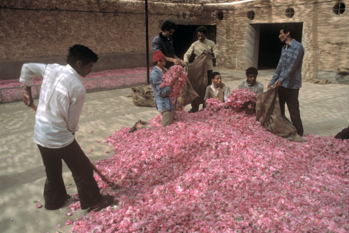 morobook: Morocco.El Kella M'Gouna.Gathering roses.1987