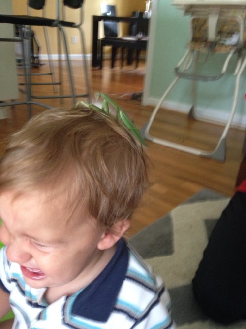 reasonsmysoniscrying: &ldquo;His sister caught a praying mantis.&rdquo; Submitted By: Ken B.