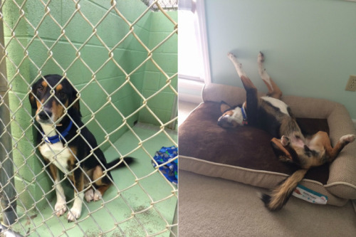 mymodernmet: Heartwarming before-and-after photos show the difference a day of love makes in the life of a rescued pet. 