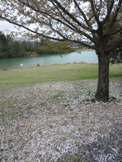 eisakux:  瀬田公園の桜。