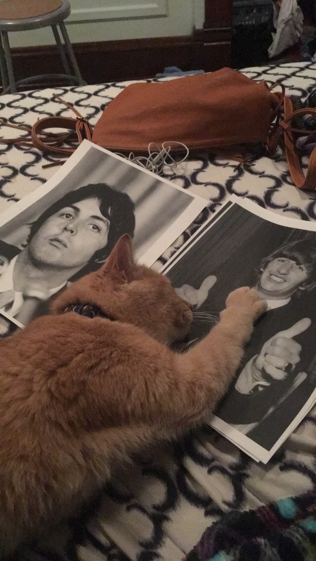 happymondayman:  panini-deaky:  My cats weird obsession with Ringo Starr So recently my cat has become infatuated with a picture of Ringo Starr I have hanging up in my room    He only ever does this with ringo, not George, the only other picture he can