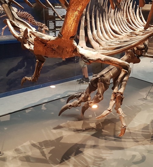 spinojp:Trix, the female Tyrannosaurus rex, exhibited at the Muséum National d'Histoire Natur