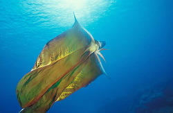 underthevastblueseas:  A female Blanket Octopus